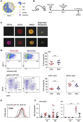 DC Respond to Cognate T Cell Interaction in the Antigen-Challenged Lymph Node